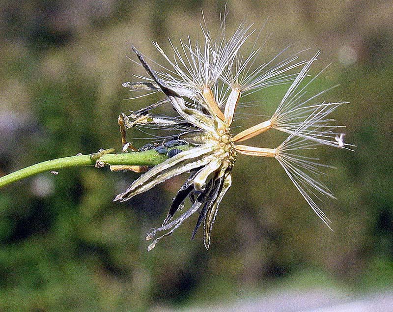 Hieracium porrifolium / Sparviere a foglie sottili